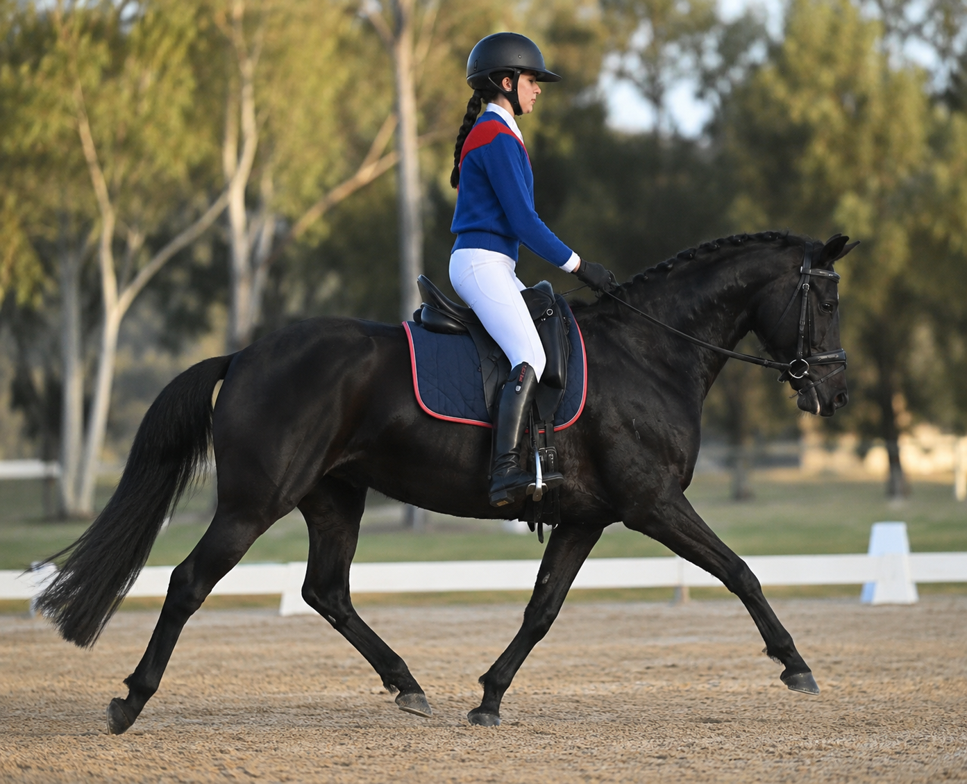 A rider in a blue, white, and red equestrian outfit sits on a black horse during a trot in an outdoor riding arena with trees in the background.